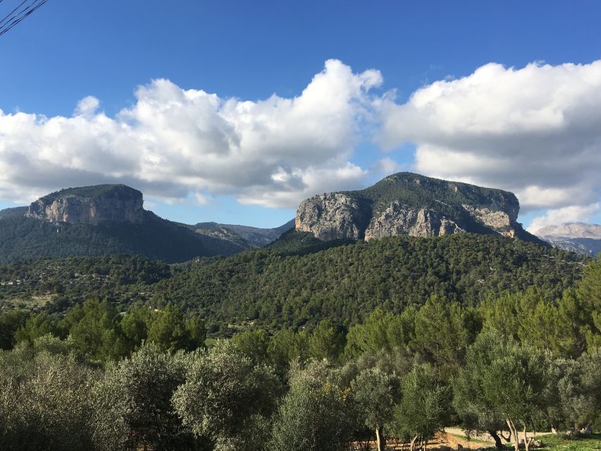 Mallorca: Full-Day Winery Small Group Tour - Stop Three: Another Important Winery, Plus Awards and Final Hospitality