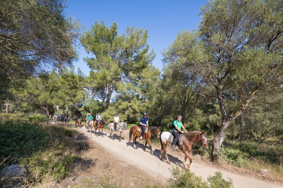 Mallorca: Horseback Riding Excursion and Wine Tasting - Safety and comfort: helmets, calm horses, and realistic expectations