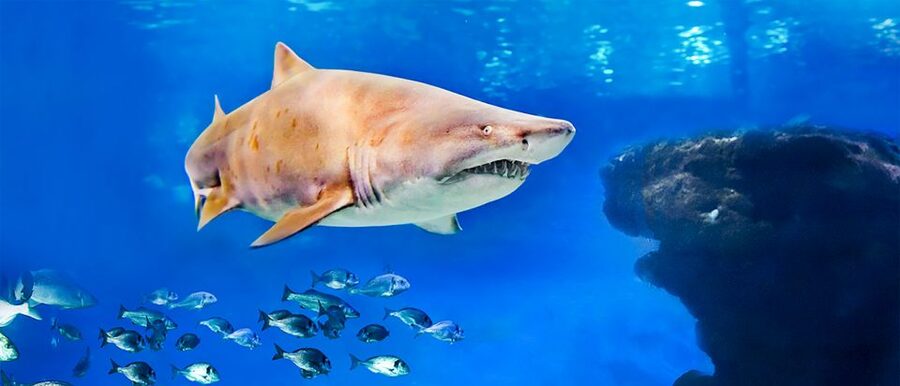 Mallorca: Palma Aquarium Entry Ticket w/ Optional 3D Cinema - Palma Aquarium in Palma: What You Really See in One Day