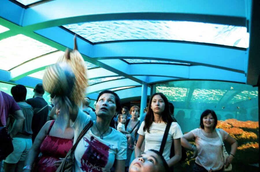 Mallorca: Palma Aquarium Entry Ticket w/ Optional 3D Cinema - Daily Feedings: How to Catch the Action at the Right Time