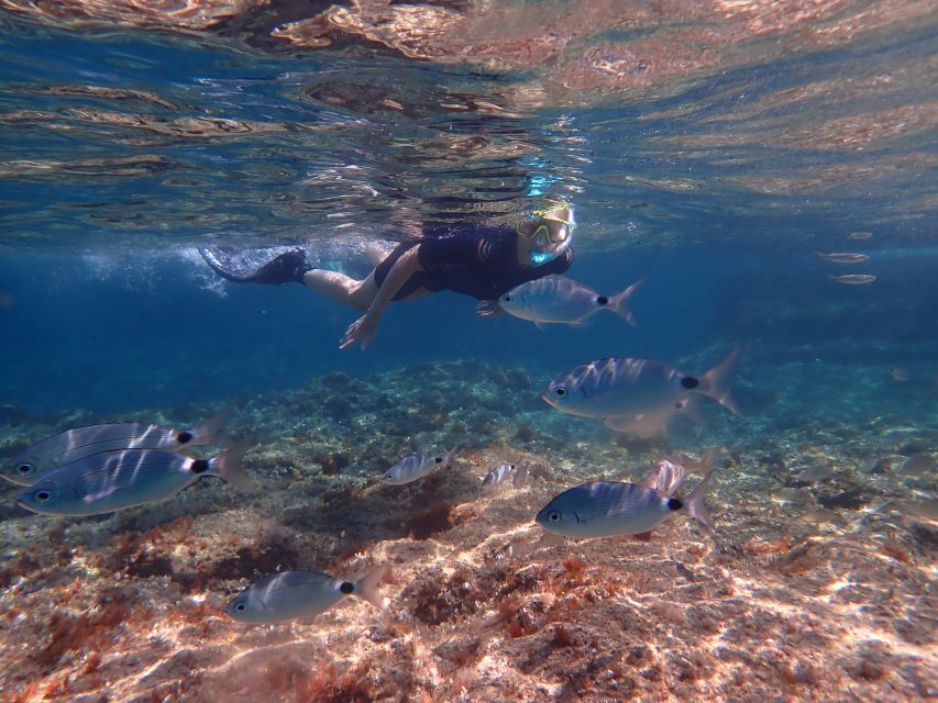Mallorca: Snorkeling in a Beautiful Nature Reserve - Who this Mallorca snorkeling tour suits best
