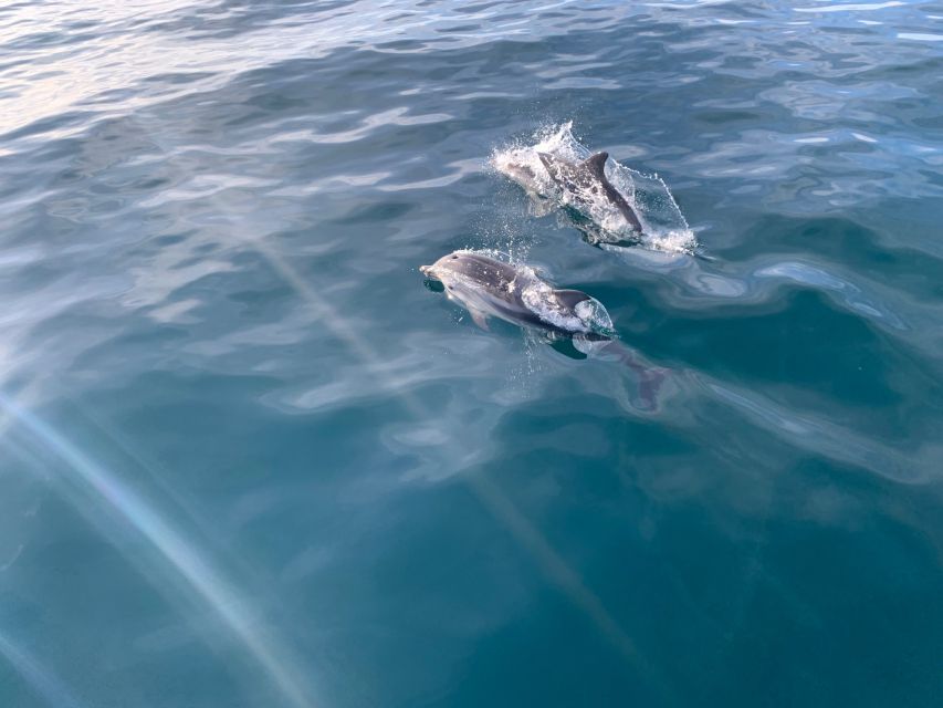 Marbella: Sailing & Dolphin Watching with Snacks and Drinks - What else you might spot on a clear day