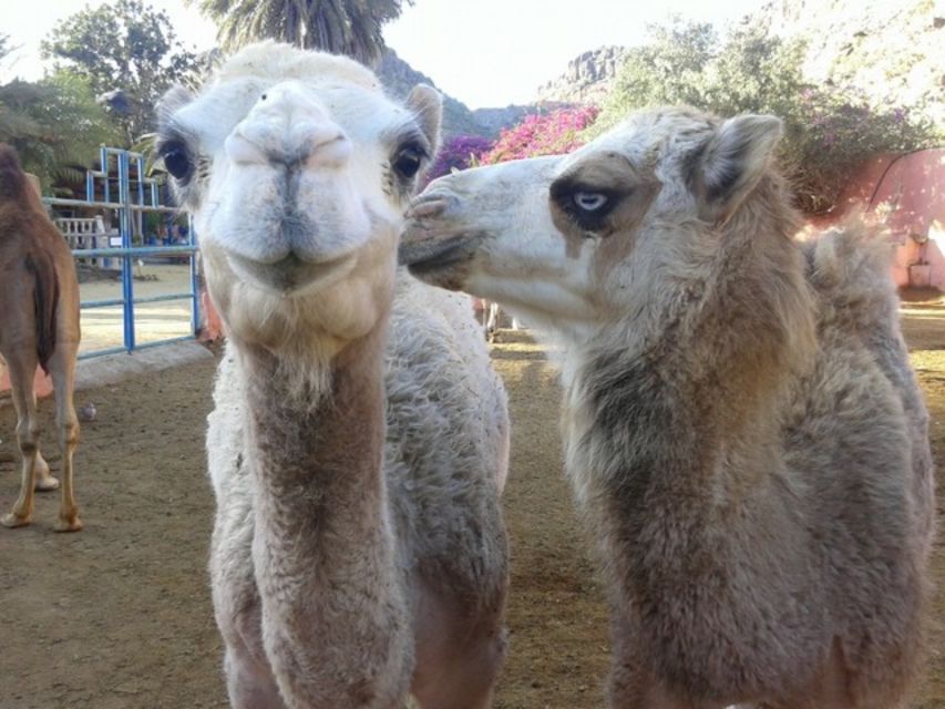 Maspalomas: Guided Camel Ride in the Maspalomas Sand Dunes - Key things I’d notice before you go