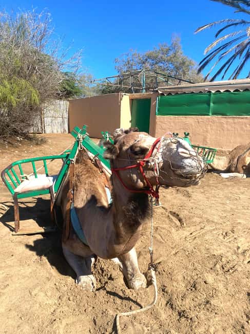 Maspalomas: Guided Camel Ride in the Maspalomas Sand Dunes - Saharawi guides and the calm, careful vibe