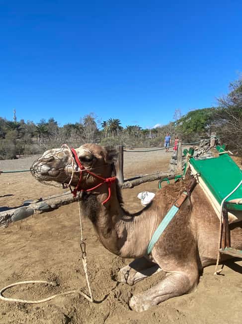 Maspalomas: Guided Camel Ride in the Maspalomas Sand Dunes - Price and value: what $21 buys you