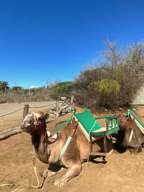 Maspalomas: Guided Camel Ride in the Maspalomas Sand Dunes - Who this Maspalomas camel ride is best for