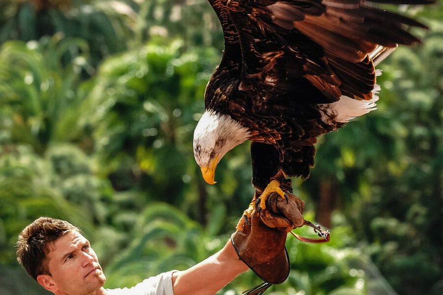 Maspalomas: Palmitos Park Ticket with Dolphin and Bird Shows - Key things to know before you go