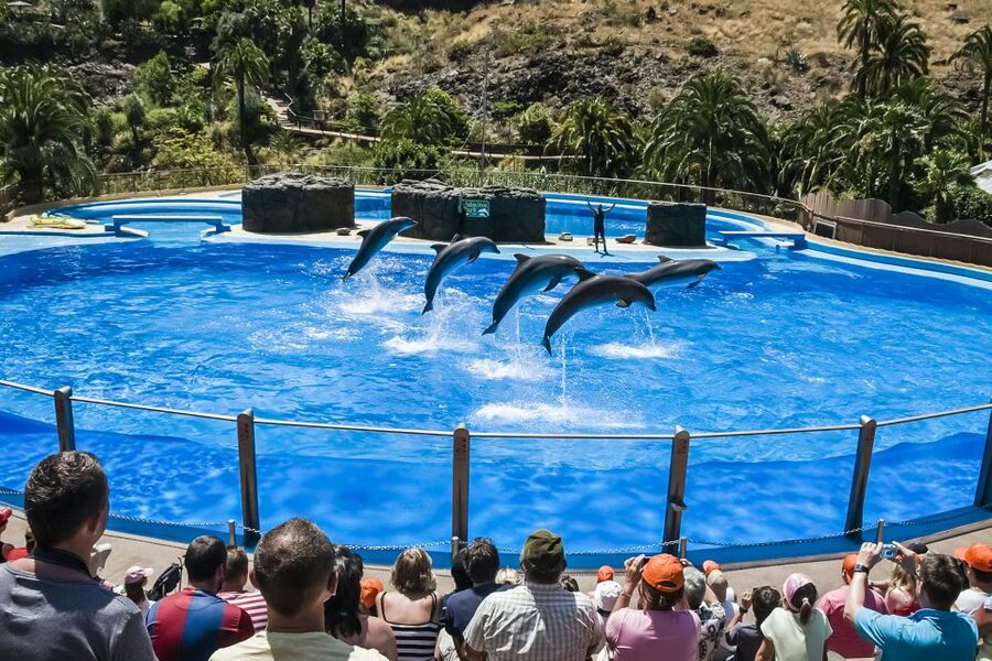 Maspalomas: Palmitos Park Ticket with Dolphin and Bird Shows - Your “one day” itinerary that actually fits: start smart, then wander