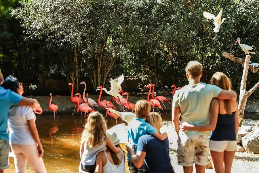 Maspalomas: Palmitos Park Ticket with Dolphin and Bird Shows - Reptiles, caimans, and that Europe-raised Komodo dragon