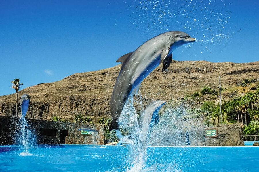 Maspalomas: Palmitos Park Ticket with Dolphin and Bird Shows - Who should book, and who should think twice?