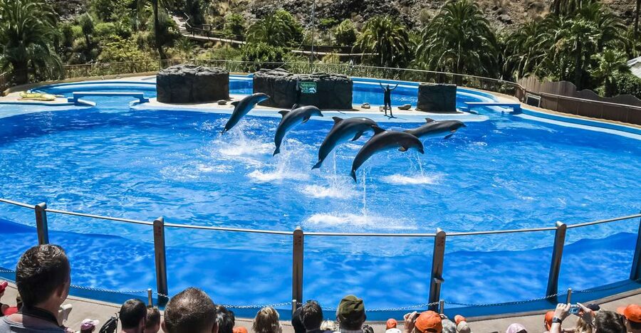 Maspalomas: Palmitos Park Ticket with Dolphin and Bird Shows - Shows you should plan around: dolphins, birds of prey, and parrots