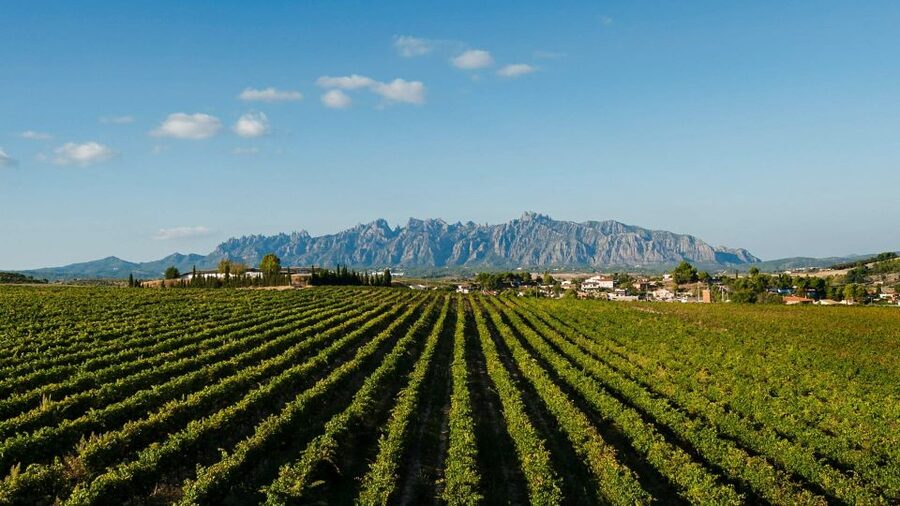 Montserrat & Cava Wineries Day Trip from Barcelona w/ Pickup - Who should book this Montserrat and cava day trip