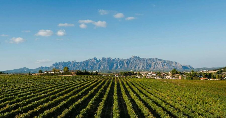 Montserrat & Cava Wineries Day Trip from Barcelona w/ Pickup - Santa Maria de Montserrat: monastery, pilgrims, and the Black Madonna