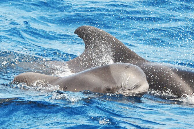 Morro Jable: 2 Hours Magic Dolphin & Whale watching with Drinks & Swim Stop. - Key things to know before you go