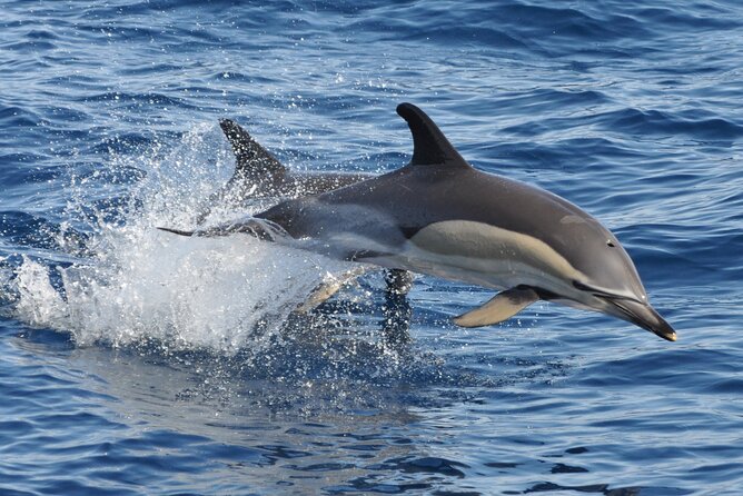 Morro Jable: 2 Hours Magic Dolphin & Whale watching with Drinks & Swim Stop. - Morro Jable pickup and boarding: how to start smoothly