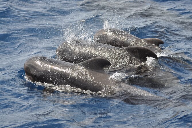 Morro Jable: 2 Hours Magic Dolphin & Whale watching with Drinks & Swim Stop. - Drinks onboard: a nice perk, but confirm your expectation