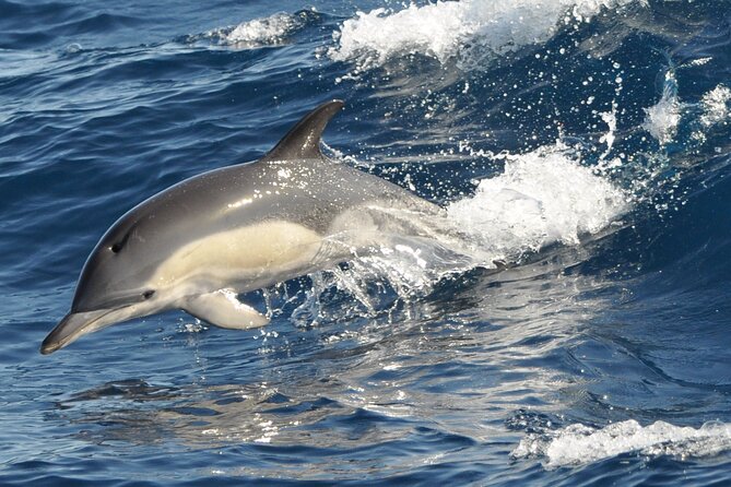 Morro Jable: 2 Hours Magic Dolphin & Whale watching with Drinks & Swim Stop. - Value check: is $59.13 worth it?