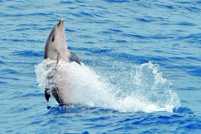 Morro Jable: 2 Hours Magic Dolphin & Whale watching with Drinks & Swim Stop. - Who this tour suits best, and who should rethink it