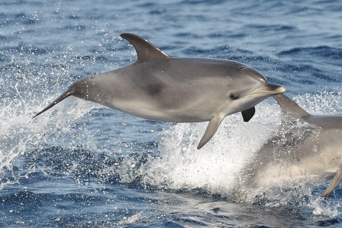 Morro Jable: 2 Hours Magic Dolphin & Whale watching with Drinks & Swim Stop. - How to boost your odds of a great outing