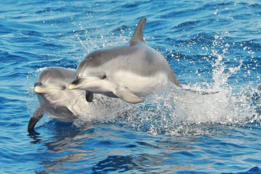 Morro Jable: Dolphin & Whale Watching Cruise, Drinks & Swim - Why This Cruise Works So Well