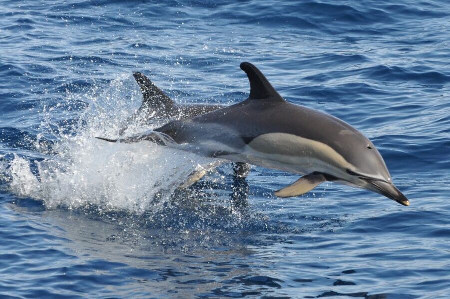 Morro Jable: Dolphin & Whale Watching Cruise, Drinks & Swim - Is This Worth $58? Value That Makes Sense for Most People