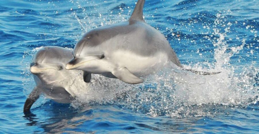 Morro Jable: Dolphin & Whale Watching Cruise, Drinks & Swim - The Magic Dolphin Experience: What Sailing Around Fuerteventura Feels Like