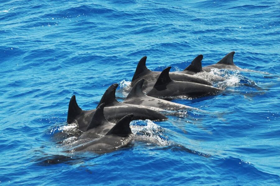 Morro Jable: Dolphin & Whale Watching Cruise, Drinks & Swim - The Swim Stop in Jandía: A Bright, Memorable Break
