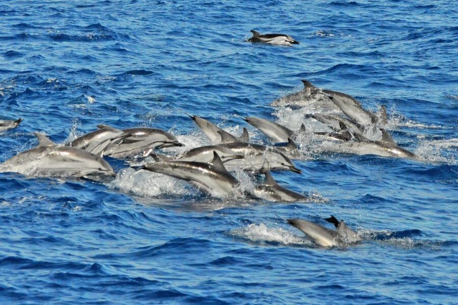 Morro Jable: Dolphin & Whale Watching Cruise, Drinks & Swim - Guides and Crew: Why Names Keep Coming Up