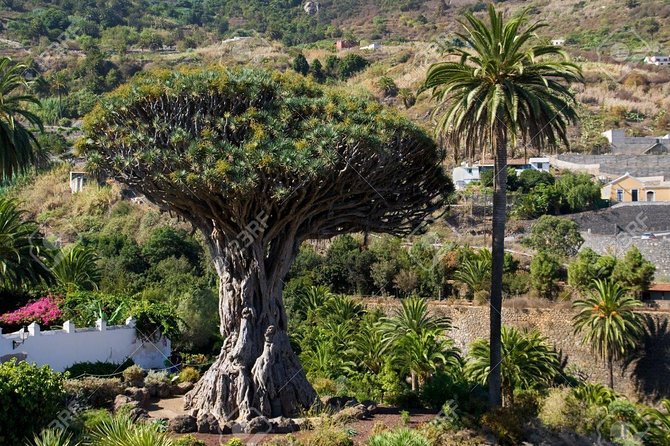 Mt. Teide and Masca Valley Tour in Tenerife - Masca Valley: where you get the wow, with short time to soak it in