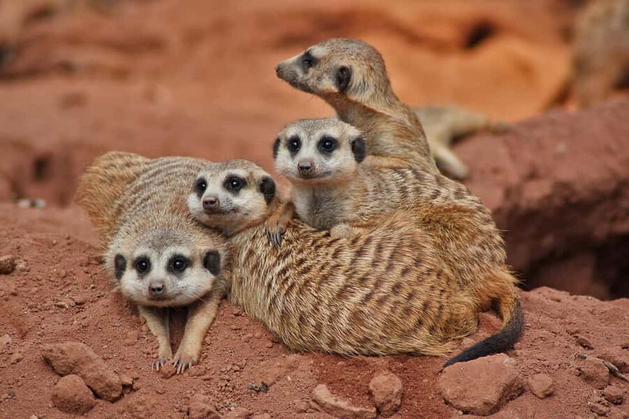 Murcia: Terra Natura Murcia Ticket Entry - Shows, Exhibitions, and Nature Talks That Keep the Day Moving
