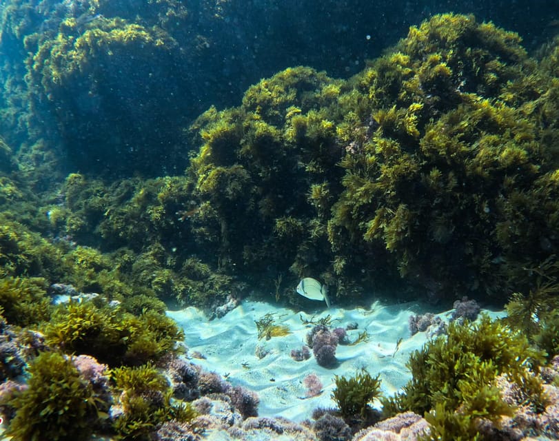 Nerja-Maro: Snorkeling & Sea Scooter Speedboat Trip - Price and value at about $47 for a guided gear package