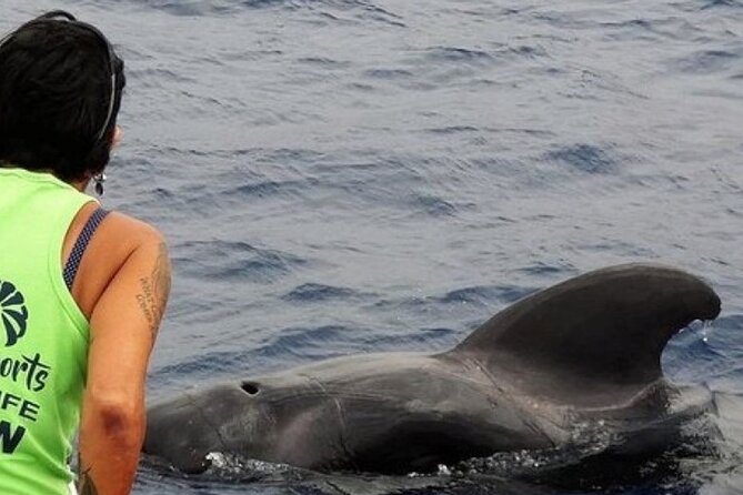 No chase Whale & Dolphin tour putting Marine Life first - we care - Key reasons this sail works (and who it fits)