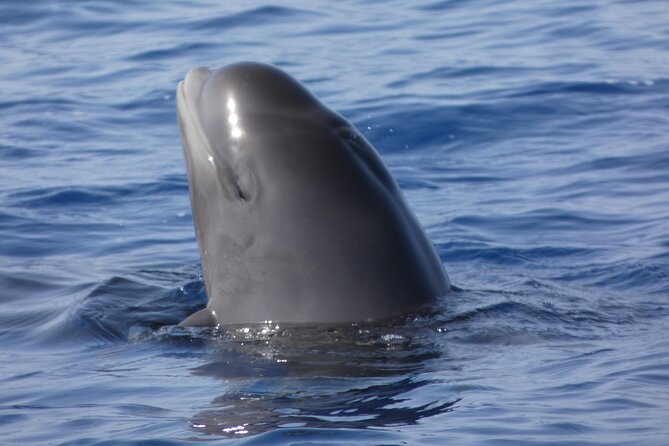 No chase Whale & Dolphin tour putting Marine Life first - we care - Bahriyeli Gulet Sail: 2 Hours on a 23-Meter Traditional Boat
