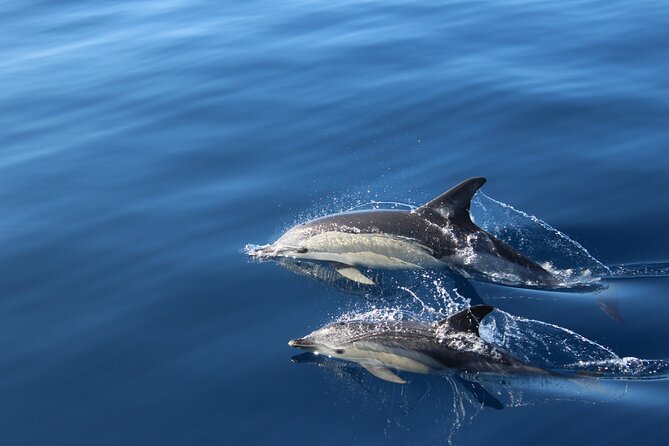 No chase Whale & Dolphin tour putting Marine Life first - we care - What You Might Spot Near Tenerife, From Pilot Whales to Turtles