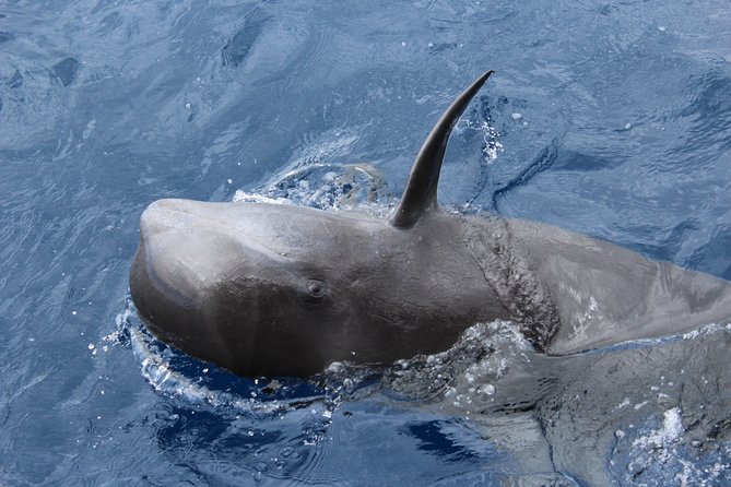 No chase Whale & Dolphin tour putting Marine Life first - we care - Mount Teide and South Coast Views, Without Turning Into a Scenic Bus Trip