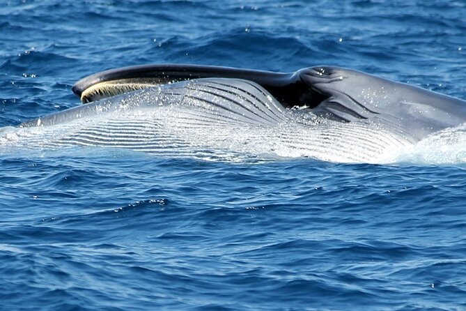 No chase Whale & Dolphin tour putting Marine Life first - we care - Price and Value: Why $30.23 Can Make Sense for a 2-Hour Wildlife Sail