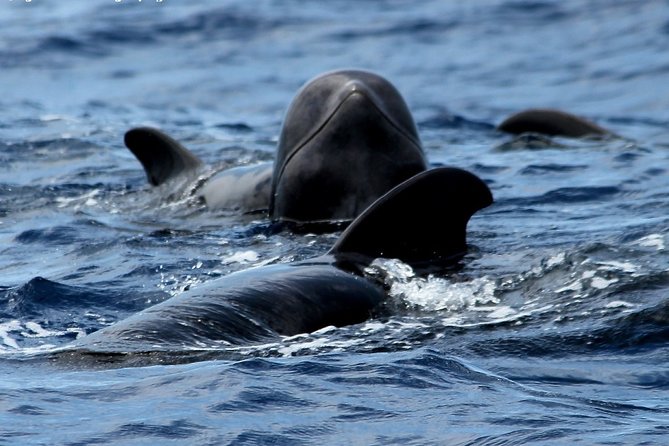 No chase Whale & Dolphin tour putting Marine Life first - we care - Marine Life First: What the No Chase Policy Means for Your Day