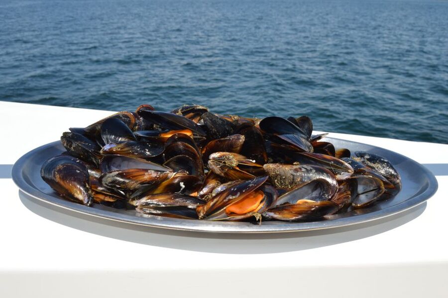O Grove: Ría de Arousa Catamaran Tour with Seafood Lunch - Price and Value: What You’re Really Paying for at $46