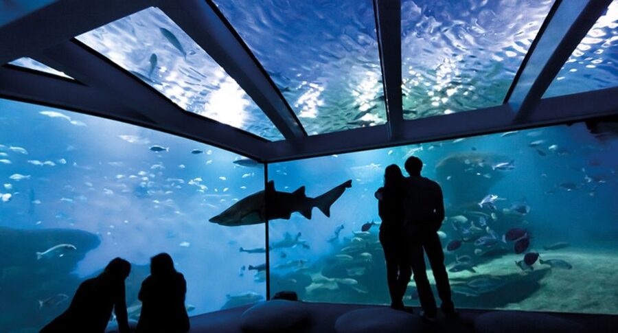 Palma: Palma Aquarium Ticket with Transfer Service - Is it worth $39, and what value you get for that price