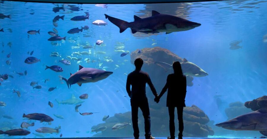 Palma: Palma Aquarium Ticket with Transfer Service - How the transfer service makes this day feel easy