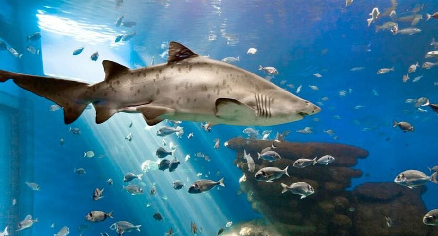 Palma: Palma Aquarium Ticket with Transfer Service - The daily feeding schedule is your best reason to go at the right pace