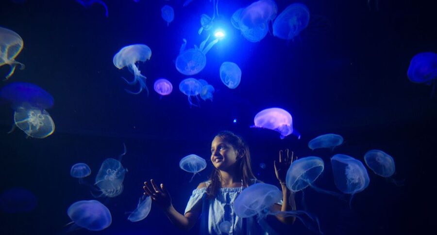 Palma: Palma Aquarium Ticket with Transfer Service - Timing reality check: plan for a whole day, not just a couple hours