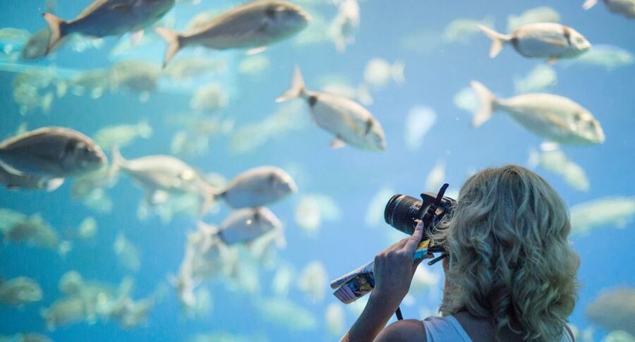 Palma: Palma Aquarium Ticket with Transfer Service - Who this Palma Aquarium transfer ticket suits best