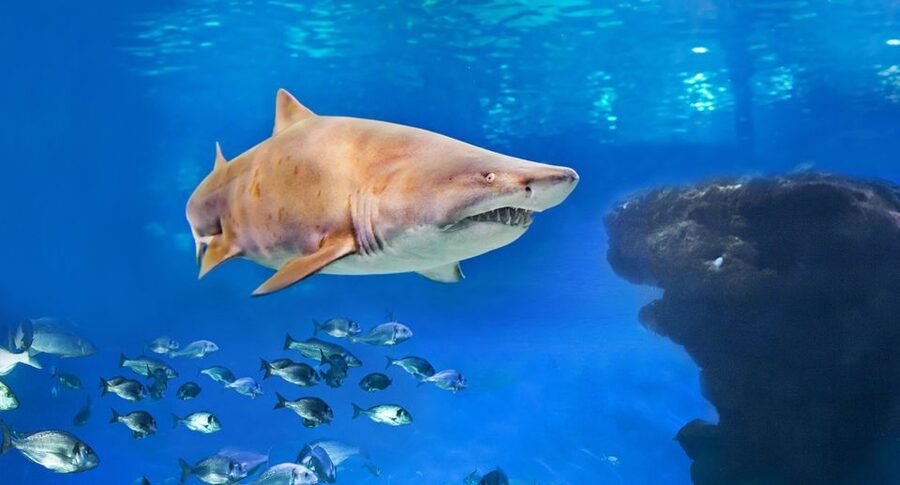 Palma: Palma Aquarium Ticket with Transfer Service - Big Blue sharks and the coral exhibition that anchors the whole visit