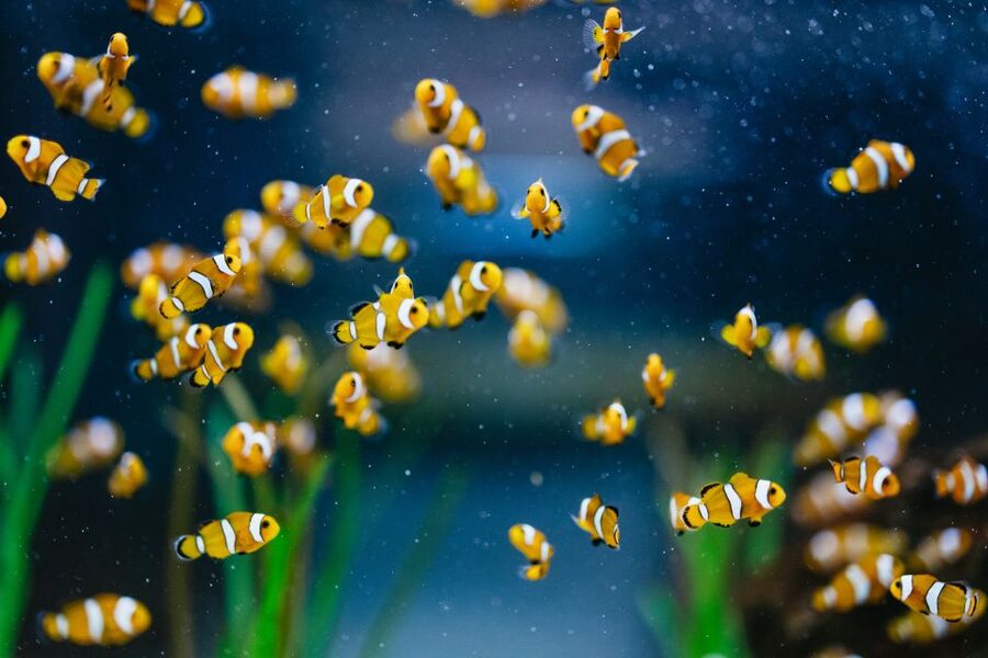 Poema del Mar Skip-the-Line Ticket - Deep Sea: multiple viewpoints and thousands of specimens in dark water