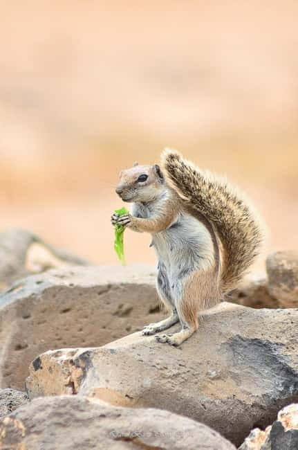Popcorn Beach, Isla de Lobos y Dunas: ¡Popcorn Beach! - Feeding the chipmunks: the hands-on nature moment