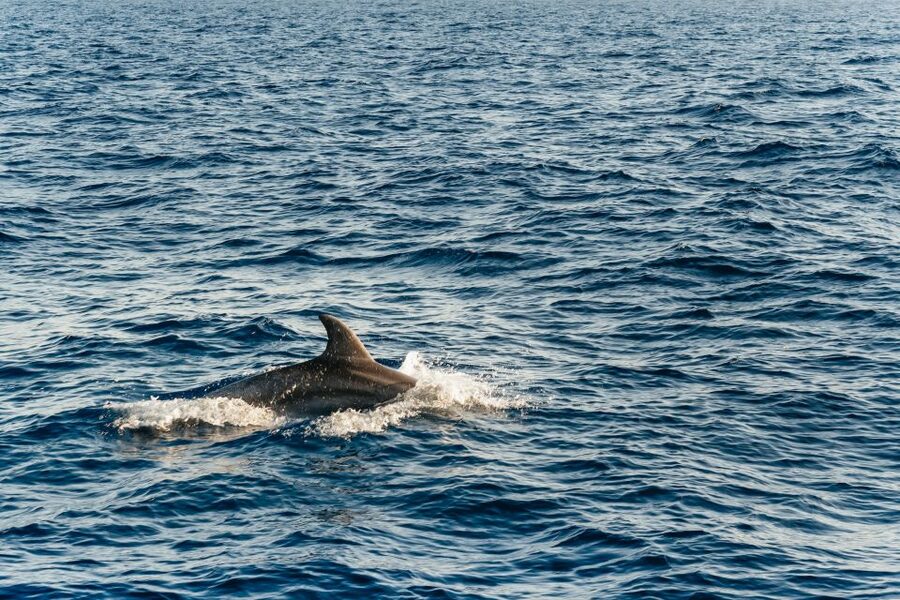 Port d'Alcudia: Sunrise at Sea & Dolphin Watching Boat Tour - Who This Tour Suits Best in Alcúdia