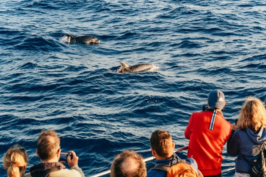 Port d'Alcudia: Sunrise at Sea & Dolphin Watching Boat Tour - Timing, Duration, and Getting Your Full Mallorca Day