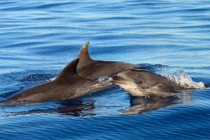 Private 2 hour Whale Watching Tour - The 2-hour flow: safety, briefing, then the hotspot run