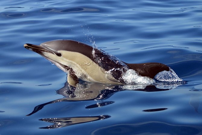 Private 2 hour Whale Watching Tour - Hydrophone listening, and why it changes the whole tour